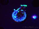 WYSIWYG RAH Acropora carduus Black Dragon 5Y9