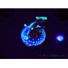 WYSIWYG RAH Acropora carduus Black Dragon 5Y9