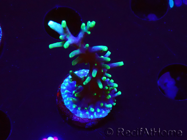 WYSIWYG RAH Acropora carduus Dragón Negro