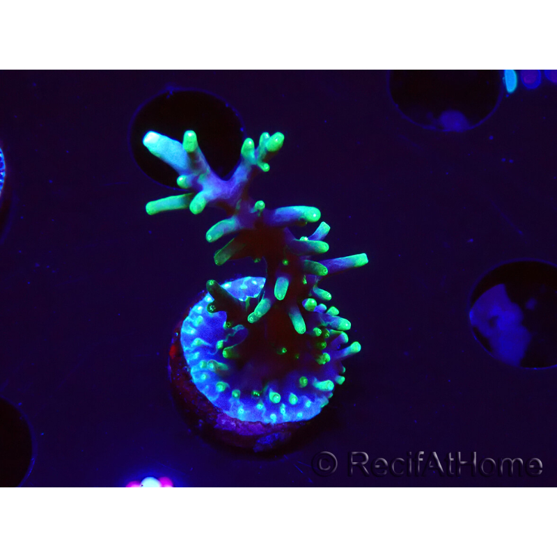 WYSIWYG RAH Acropora carduus Black Dragon