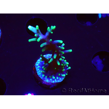 WYSIWYG RAH Acropora carduus Black Dragon 5Y10