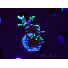 WYSIWYG RAH Acropora carduus Black Dragon