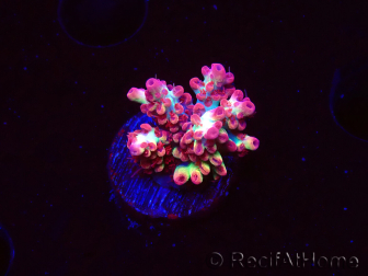 WYSIWYG RAH Acropora microclados Strawberry Shortcake 5Y1