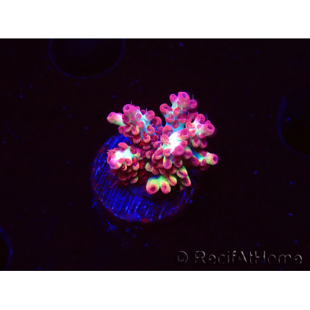 WYSIWYG RAH Acropora microclados Strawberry Shortcake 5Y1
