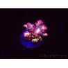 WYSIWYG RAH Acropora microclados Strawberry Shortcake 5Y1