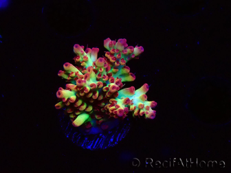 WYSIWYG RAH Acropora microclados Strawberry Shortcake 5Y3