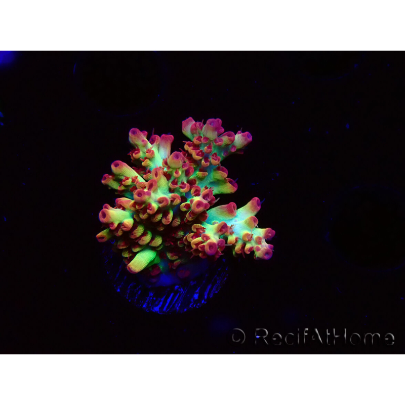 WYSIWYG RAH Acropora microclados Strawberry Shortcake 5Y3