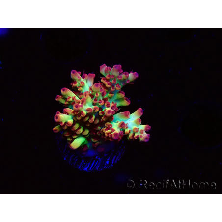 WYSIWYG RAH Acropora microclados Strawberry Shortcake