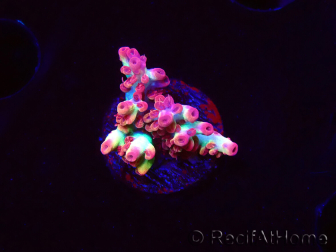 WYSIWYG RAH Acropora microclados Strawberry Shortcake