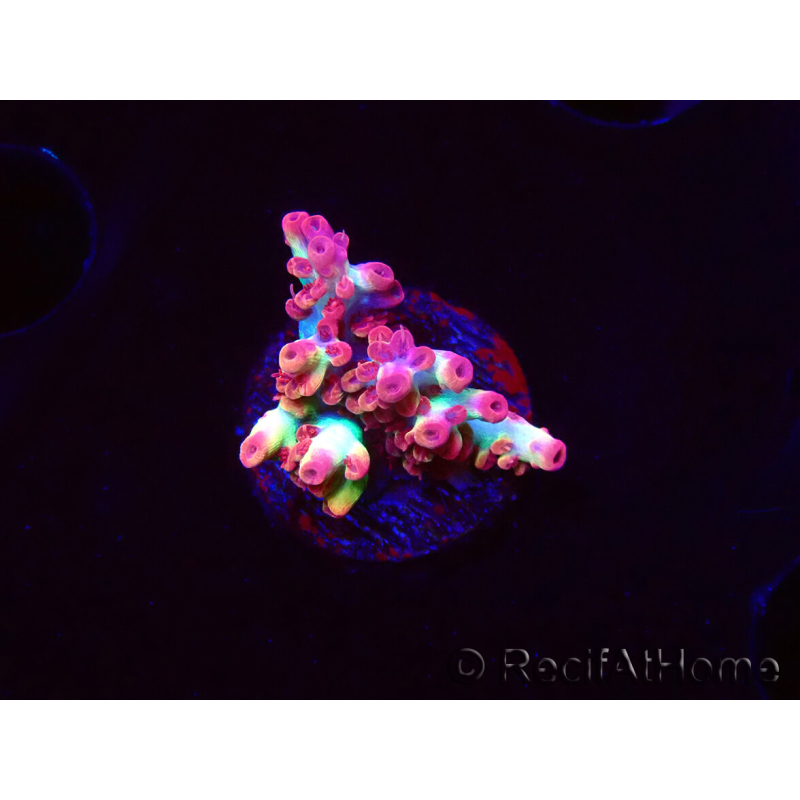 WYSIWYG RAH Acropora microclados Strawberry Shortcake 5Y4
