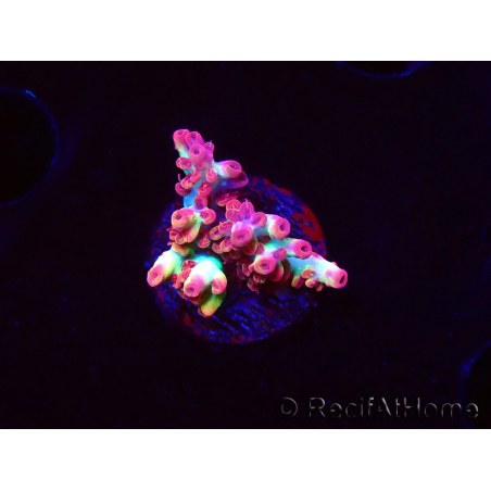 WYSIWYG RAH Acropora microclados Strawberry Shortcake
