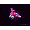 WYSIWYG RAH Acropora microclados Strawberry Shortcake