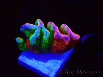 WYSIWYG WWC Montipora Contraband Digitata 5V1