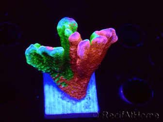 WYSIWYG WWC Montipora ContrabandDigitata