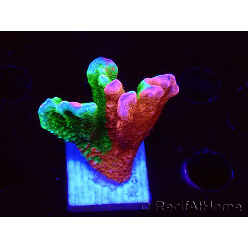 WYSIWYG WWC Montipora Contraband Digitata 5V2