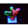 WYSIWYG WWC Montipora Contraband Digitata 5V2