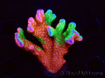 WYSIWYG WWC Montipora Contraband Digitata 5V3
