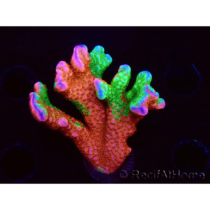 WYSIWYG WWC Montipora Contraband Digitata 5V3