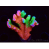 WYSIWYG WWC Montipora Contraband Digitata 5V3