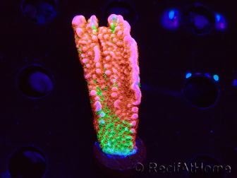 WYSIWYG WWC Montipora Contraband Digitata