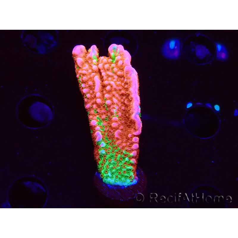 WYSIWYG WWC Montipora Contraband Digitata 5V5