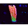WYSIWYG WWC Montipora Contraband Digitata 5V5