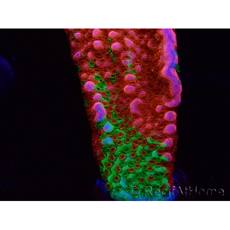 WYSIWYG WWC Montipora Contraband Digitata 5V5