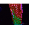 WYSIWYG WWC Montipora Contraband Digitata 5V5