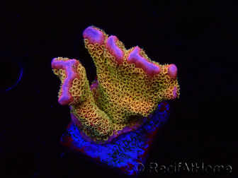 WYSIWYG - RAH Montipora Silly Salmon 5Z1