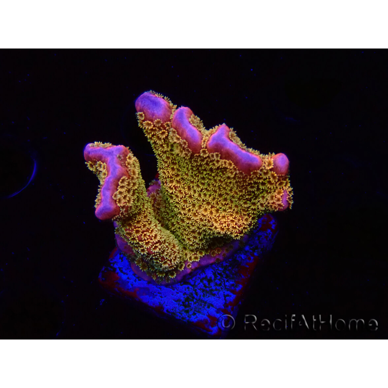 WYSIWYG - RAH Montipora Silly Salmon 5Z1