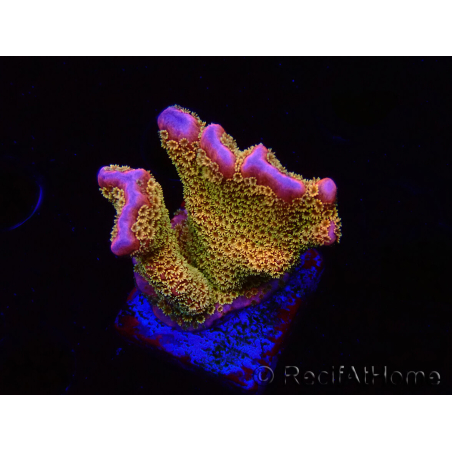 WYSIWYG - RAH Montipora Silly Salmon 5Z1