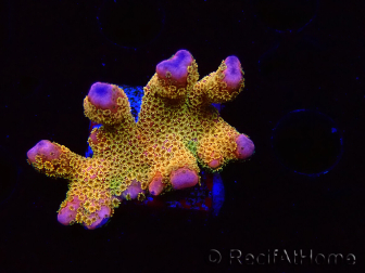 WYSIWYG - RAH Montipora Silly Salmon