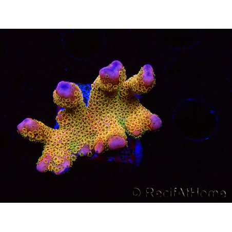 WYSIWYG - RAH Montipora Silly Salmon 5Z2
