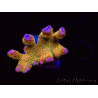 WYSIWYG - RAH Montipora Silly Salmon 5Z2