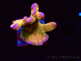 WYSIWYG - RAH Montipora Silly Salmon 5Z4