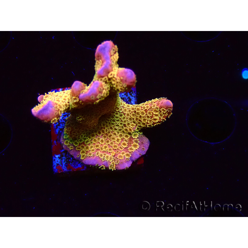 WYSIWYG - RAH Montipora Silly Salmon 5Z4