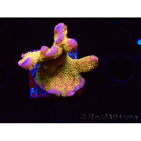 WYSIWYG - RAH Montipora Silly Salmon 5Z4