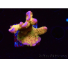 WYSIWYG - RAH Montipora Silly Salmon 5Z4