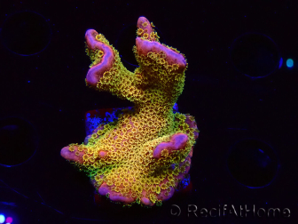 WYSIWYG - RAH Montipora Silly Salmon 5Z5