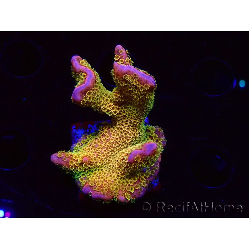 WYSIWYG - RAH Montipora Silly Salmon 5Z5