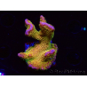 WYSIWYG - RAH Montipora Silly Salmon 5Z5