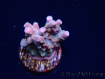 WYSIWYG RAH Acropora donei Hot Shot 5S9
