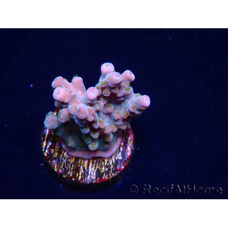 WYSIWYG RAH Acropora donei Hot Shot