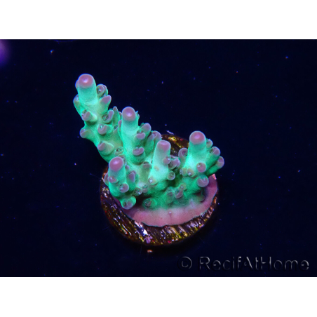 WYSIWYG ORA Acropora Pearlberry