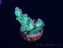 WYSIWYG ORA Acropora Pearlberry