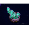 WYSIWYG ORA Acropora Pearlberry