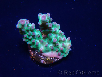 WYSIWYG ORA Acropora Pearlberry