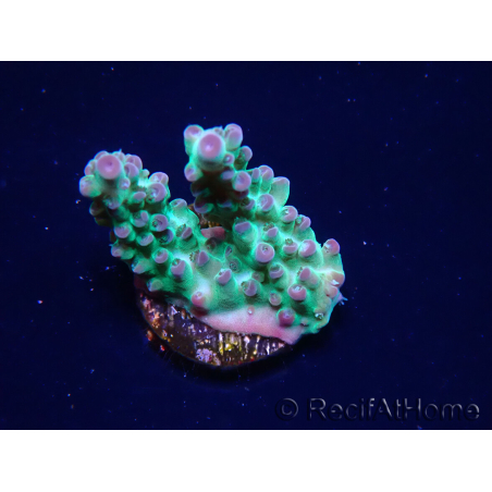 WYSIWYG ORA Acropora Pearlberry