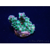 WYSIWYG ORA Acropora Pearlberry 5T5