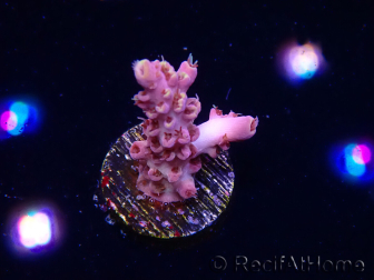 WYSIWYG RAH Acropora Moonstone